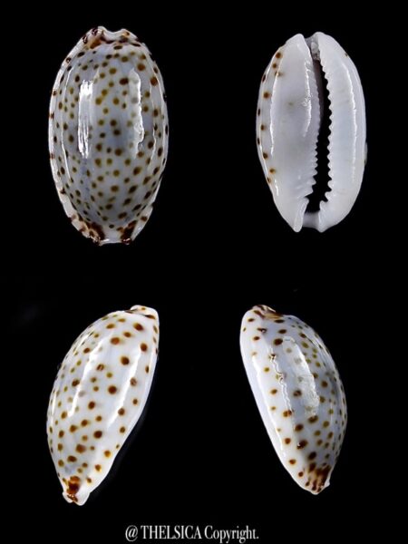 Naria irrorata 13 mm Gem-0