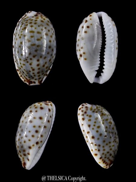 Naria irrorata 14,1 mm Gem-0