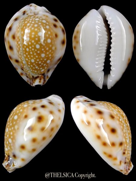 Naria lamarckii redimita phuketensis 28,2 mm Gem-0