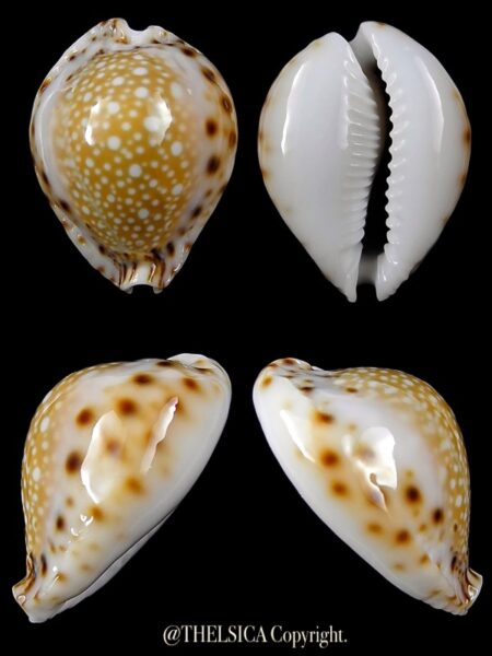 Naria lamarckii redimita phuketensis 30,2 mm Gem-0