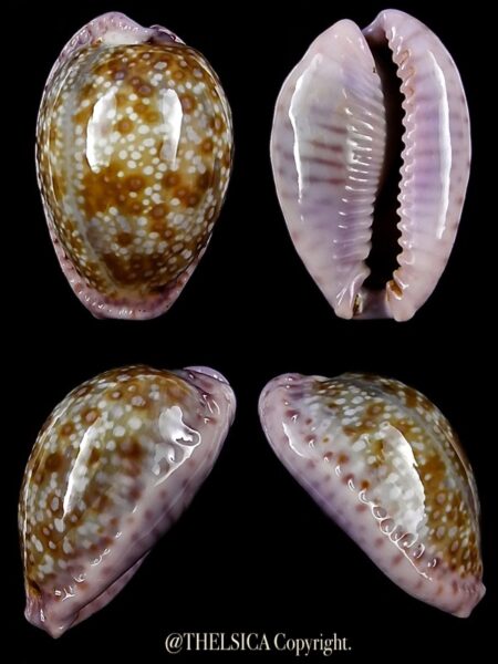 Naria marginalis marginalis 21,8 mm Gem-0