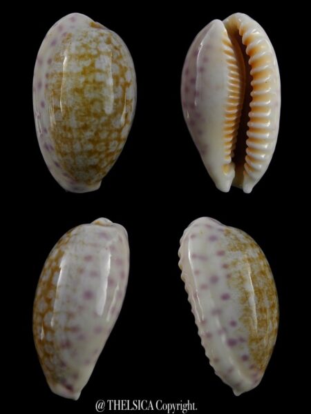 Ovatipsa chinensis amiges 36,5 mm Gem-0