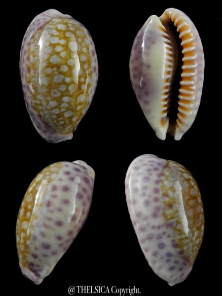 Ovatipsa chinensis amiges whiworthi 42,5 mm Gem-0