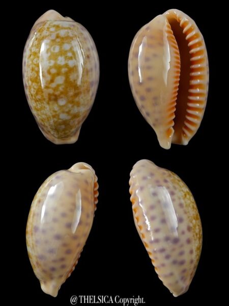 Ovatipsa chinensis amiges whitworthi 36,4 mm Gem-0