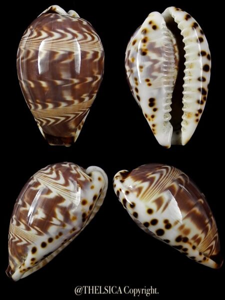 Palmadusta diluculum diluculum 28,3 mm Gem-0