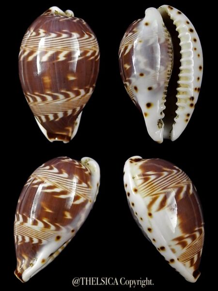 Palmadusta diluculum diluculum 29 mm Gem-0