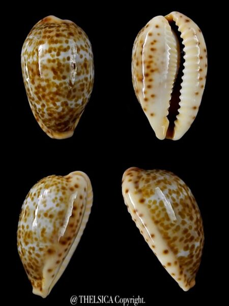 Palmadusta humphreysii ...BIG SIZE... 18,5 mm Gem-0