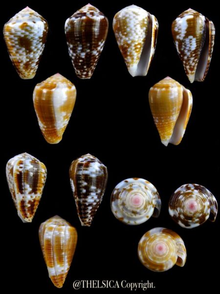 Pionoconus catus 35 / 34,4 / 33,5 mm Gem-0