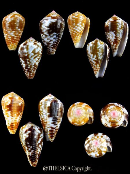 Pionoconus catus 35,9 / 33,1 / 33,2 mm Gem-0