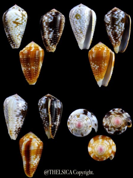 Pionoconus catus 36 / 34,6 / 33,7 mm Gem-0