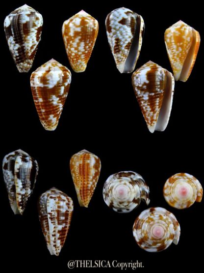Pionoconus catus 37,3 / 37,4 / 33,3 mm Gem-0