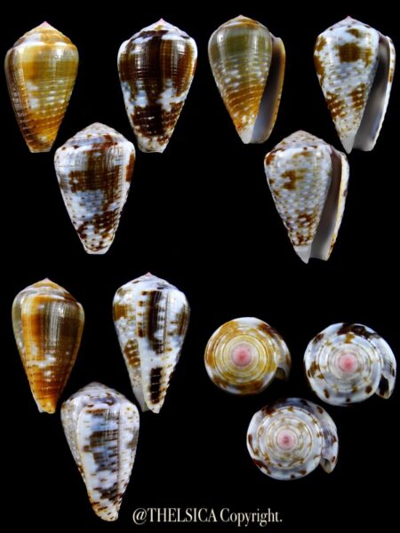 Pionoconus catus 37,9 / 35,9 / 37,7 mm Gem-0
