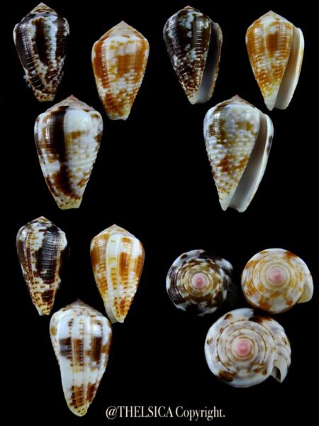 Pionoconus catus 39,3 / 36,9 / 35,9 mm Gem-0
