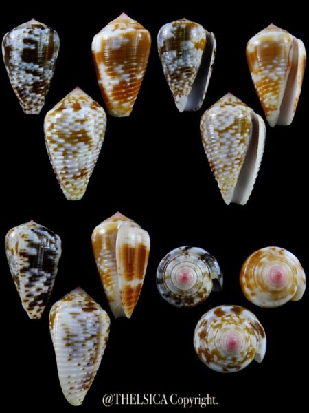 Pionoconus catus 40,7 / 36,4 / 38 mm Gem-0