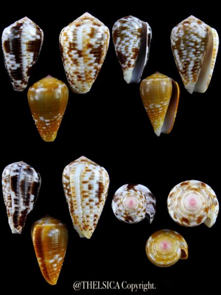 Pionoconus catus 42,2 / 39,9 / 36 mm Gem-0