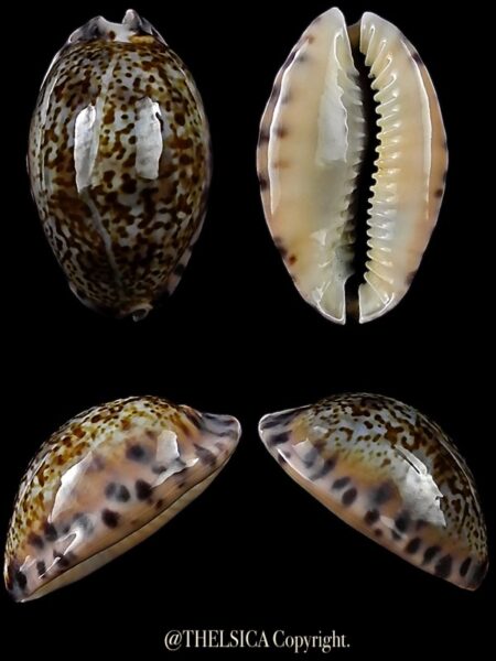 Pseudozonaria arabicula 20,3 mm Gem-0