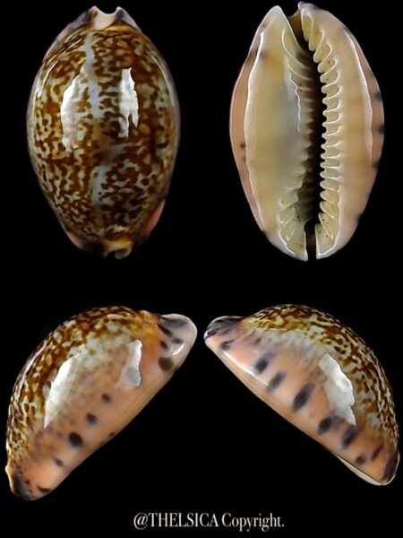 Pseudozonaria arabicula 20,5 mm Gem-0