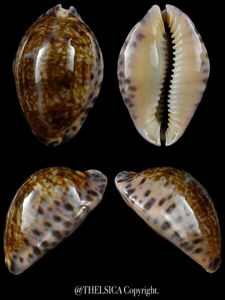 Pseudozonaria arabicula 25 mm Gem-0