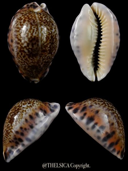 Pseudozonaria arabicula 29,2 mm Gem-0