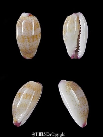Purpuradusta serrulifera 9,8 mm Gem-0