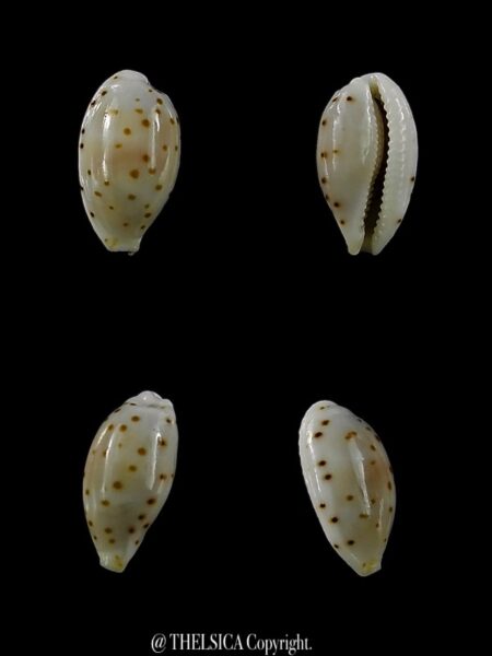 Ransionella punctata trizonata 11,1 mm Gem-0
