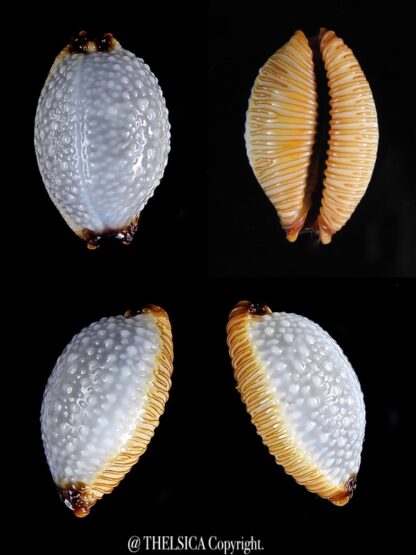 Cypraea staphylaea f. consobrina. 19,3 mm GEM-0
