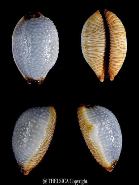 Cypraea staphylaea f. consobrina. 19,6 mm GEM-0