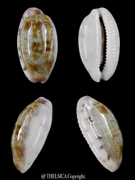 Talostolida teres janae 22,6 mm F+++/Gem-0