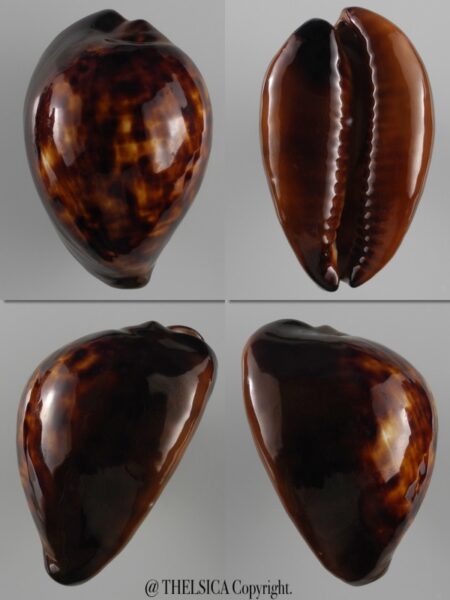 Zoila decipiens suprasinum 56,3 mm Gem-0