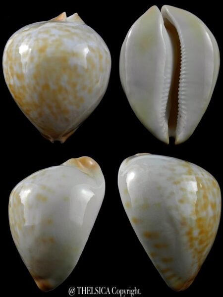Zoila jeaniana aurata 81,9 mm Gem (-)-0