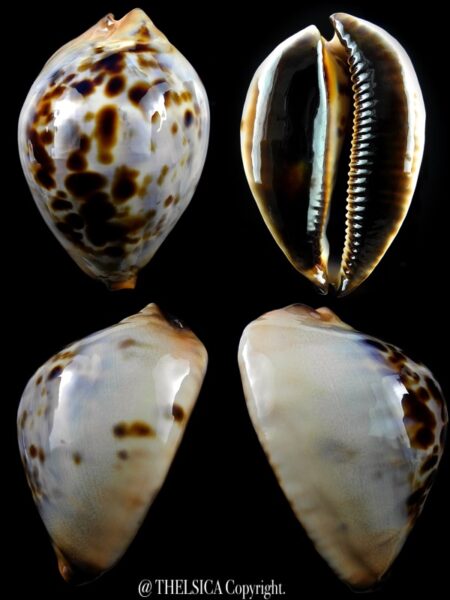 Zoila jeaniana jeaniana 77 mm Gem-0