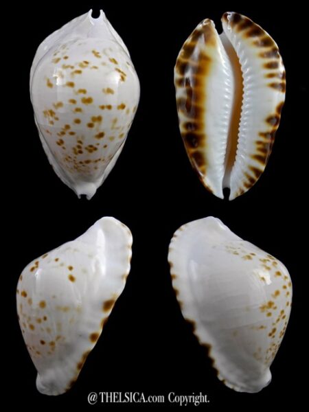 Zoila marginata marginata bataviensis 53,8 mm Gem-0