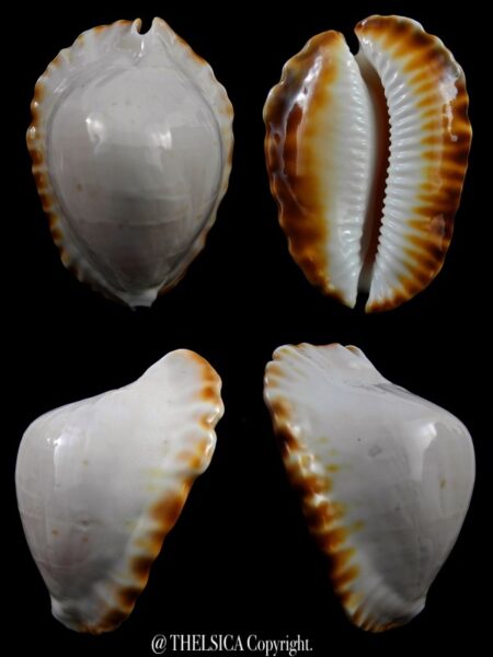 Zoila marginata ketyana hypermarginata 52,5 mm F+++/Gem-0