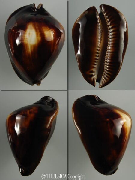 Zoila rosselli rosselli 46,8 mm Gem (-)-0
