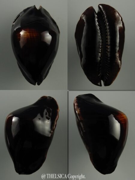 Zoila rosselli abrolhos 54,2 mm Gem+-0