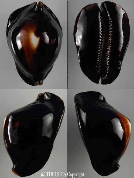 Zoila rosselli abrolhos ( var) 57 mm Gem (-)-0