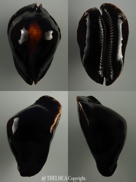 Zoila Rosselli Abrolhos 59 Mm Gem (-)-0