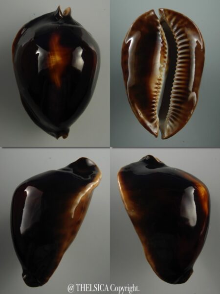 Zoila Rosselli latistoma 62,1 mm Gem-0