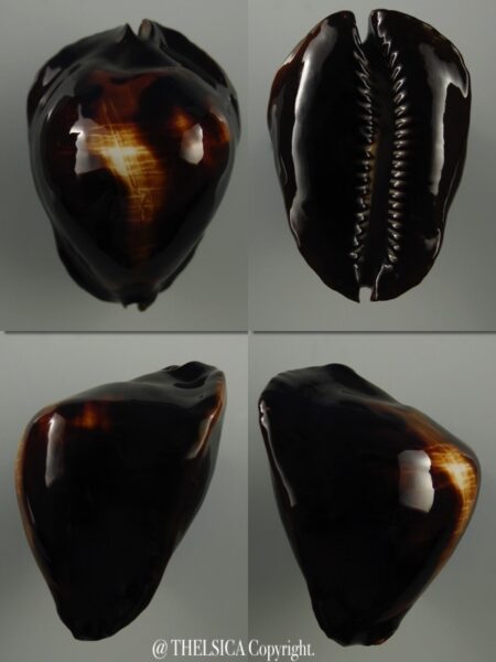 Zoila Rosselli rosselli 42,7 mm Gem-0