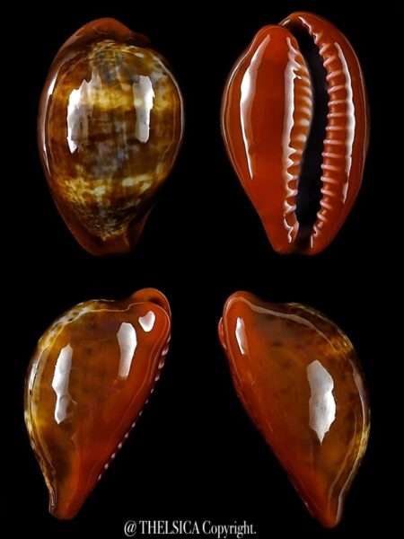 Zonaria pyrum insularum nigromarginata 33,7 mm Gem-0