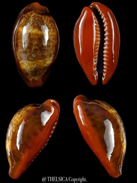 Zonaria pyrum insularum nigromarginata 33 mm Gem-0