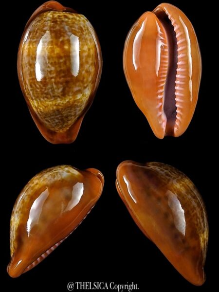 Zonaria pyrum insularum nigromarginata ...GIANT... 40,4 mm Gem-0
