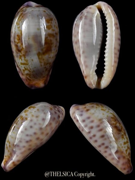 Zonaria sanguinolenta 23,8 mm Gem-0