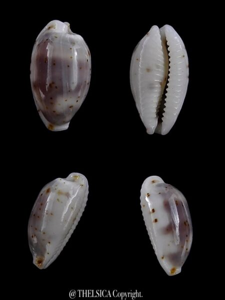 Bistolida hirundo francisca 15,7 mm Gem-0