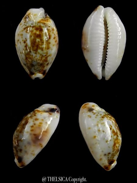 Bistolida hirundo rouxi N&R 17,3 mm Gem-0