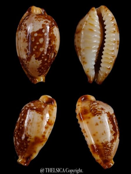 Bistolida kwajaleinensis 21,4 mm Gem-0