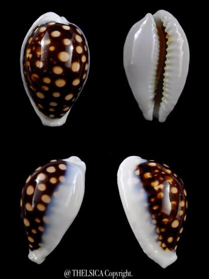 Cypraea exmouthensis magnifica. 32,7 mm F+++-0