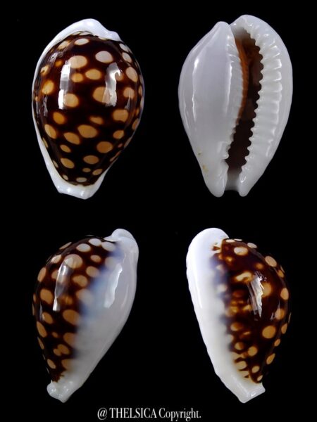 Cribrarula exmouthensis magnifica 33,5 mm Gem (-)-0