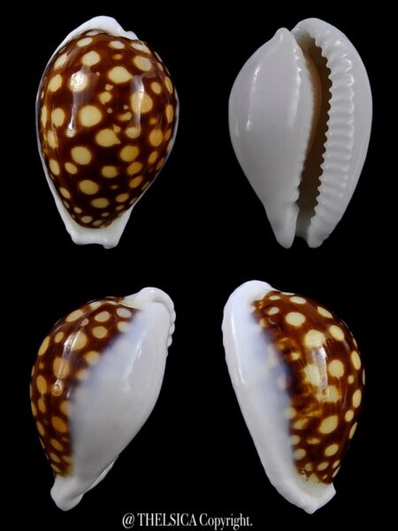 Cypraea exmouthensis magnifica. 34,3 mm F++-0