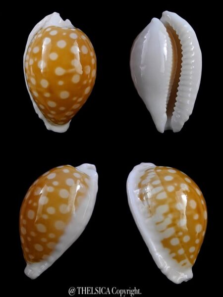 Cribrarula fallax antonellae 31,7 mm Gem-0